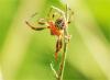 Larinioides sp.
